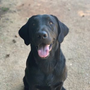 Meet your Posher, Griffin